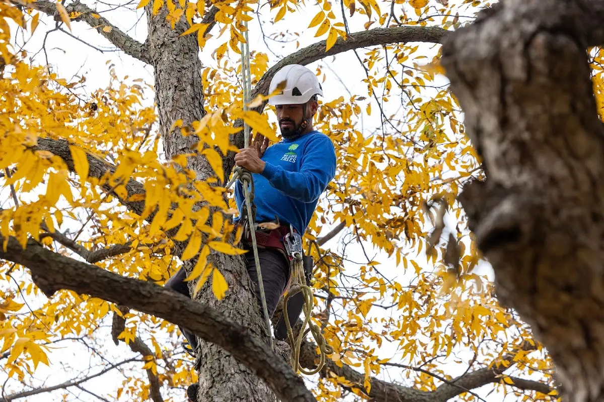 Skilled Tree Planing crew working in Oskaloosa